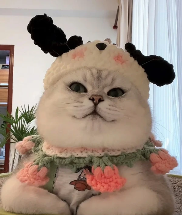 Một con mèo mặc trang phục với hoa trên đó meme mèo cute