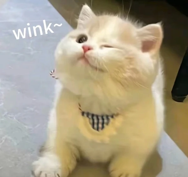 Một con mèo ngồi trên sàn nhà với cái đầu lên meme mèo cute