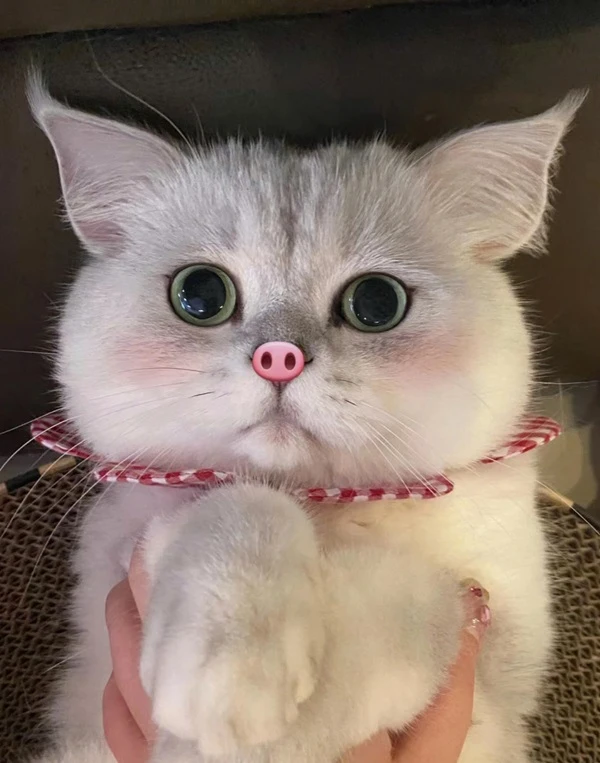 Một con mèo trắng với đôi mắt màu xanh lá cây và một cây cung màu đỏ meme mèo cute