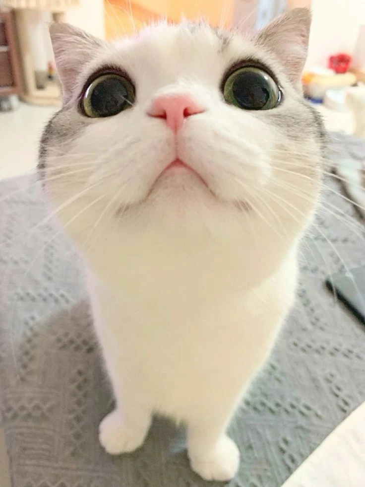 Một con mèo trắng với đôi mắt màu xanh lá cây và mũi đen meme mèo cute