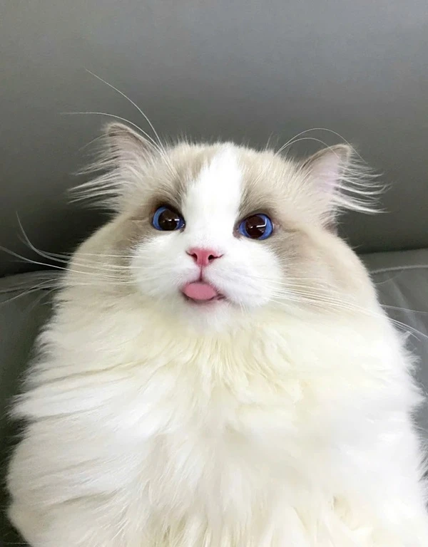 Một con mèo trắng với đôi mắt xanh đang ngồi trên một chiếc ghế dài meme mèo cute