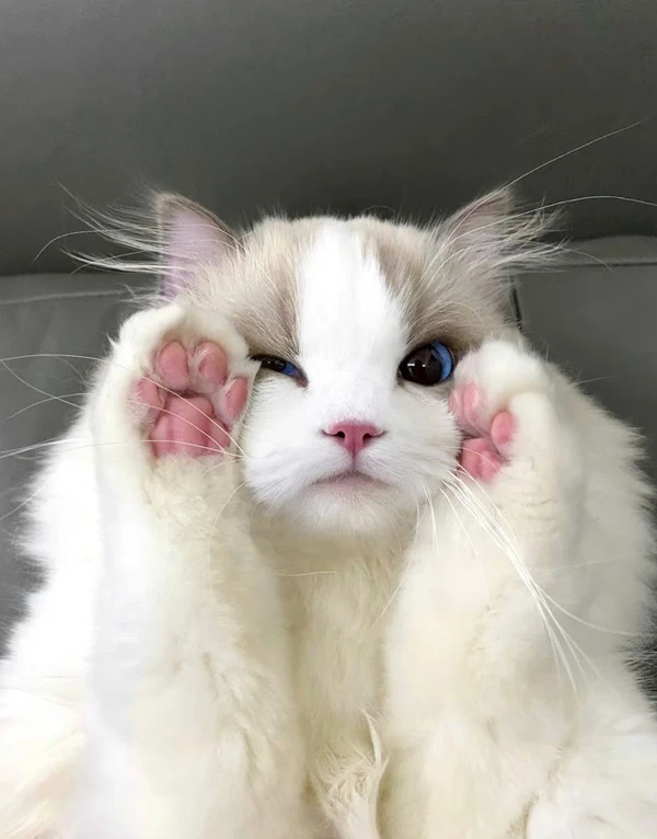 Một con mèo trắng với đôi mắt xanh và má hồng meme mèo cute