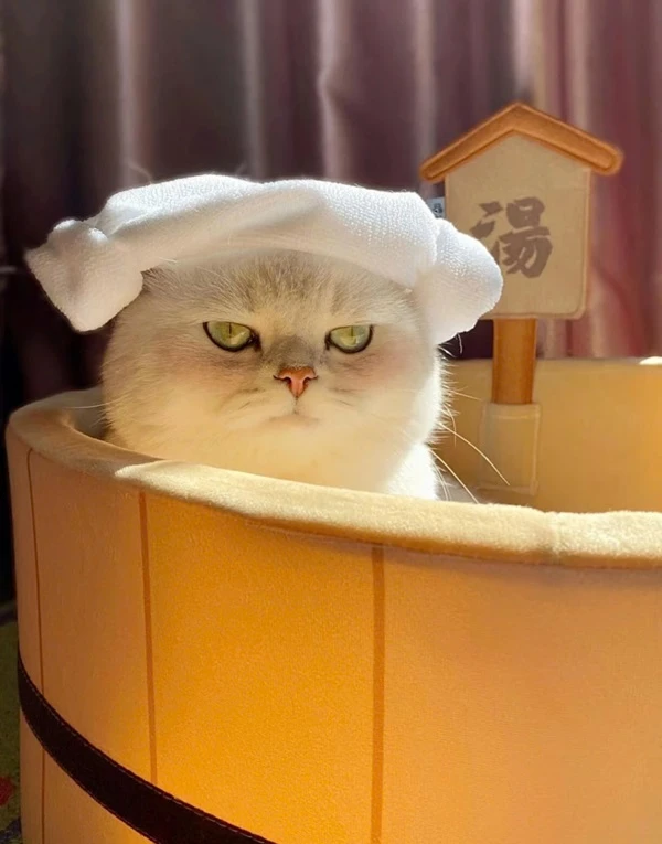 Một con mèo trong mũ ngồi trong hộp meme mèo cute