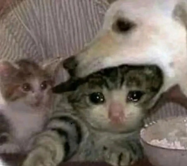 Hai chú mèo con đang ngồi trên một chiếc ghế dài meme mèo khóc