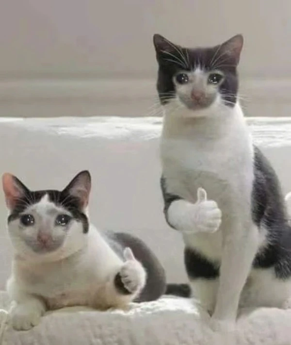 Hai con mèo ngồi trên chăn trắng meme mèo khóc