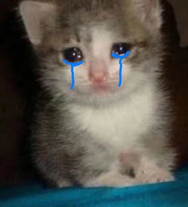 Một chú mèo con có đôi mắt xanh đang ngồi trên chăn xanh meme mèo khóc