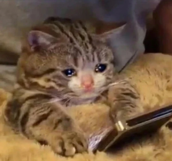 Một chú mèo con đang ngồi trên một chiếc ghế dài với một tế bào meme mèo khóc