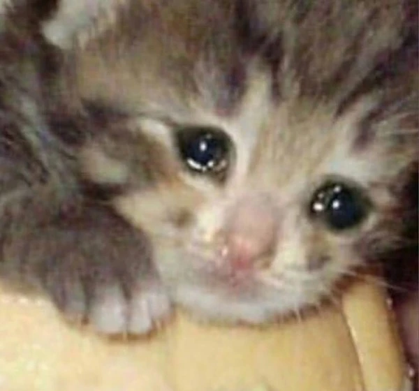 Một chú mèo con đang ngồi trong một hộp meme mèo khóc