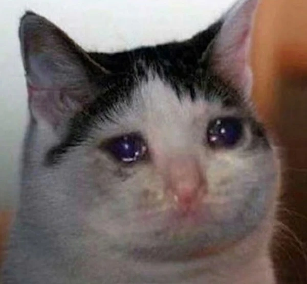 Một con mèo có đôi mắt xanh đang nhìn vào máy ảnh meme mèo khóc