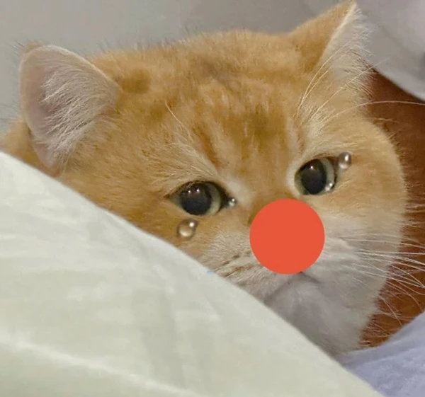 Một con mèo có vòng mũi và mũi đỏ meme mèo khóc