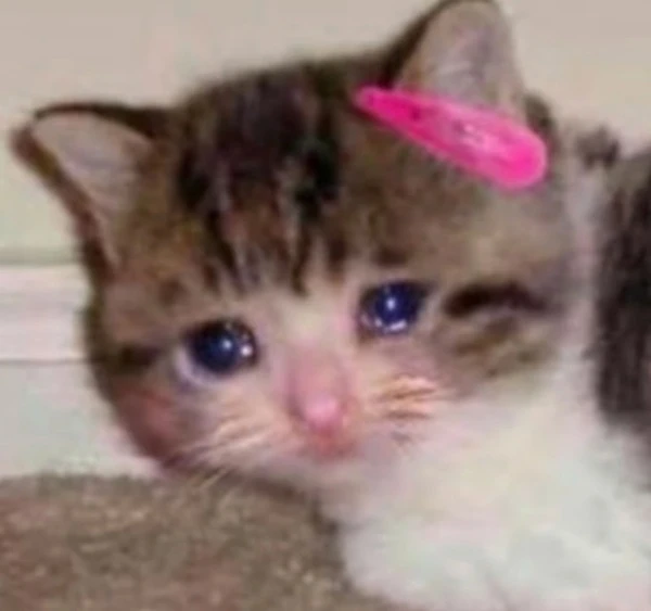 Một con mèo con có cây cung màu hồng trên đầu meme mèo khóc