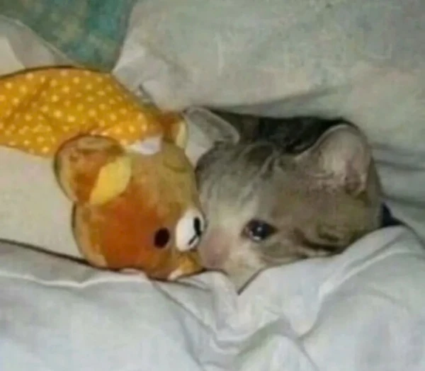 Một con mèo đang nằm trên giường với một con thú nhồi bông meme mèo khóc