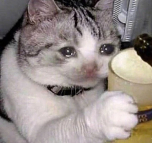 Một con mèo đang ngồi trên bàn với một cái bát meme mèo khóc