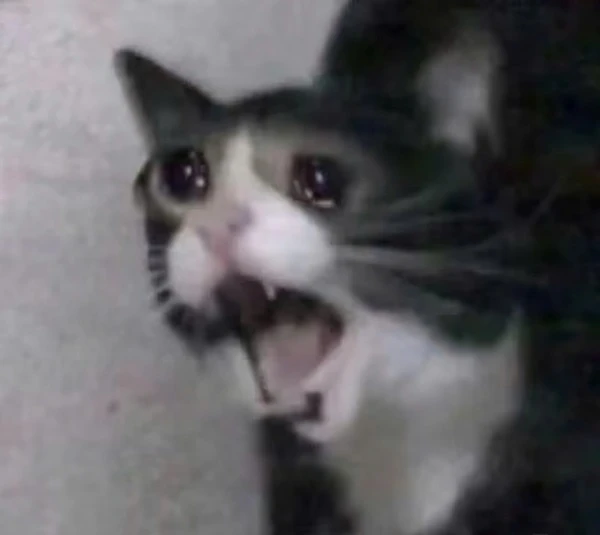 Một con mèo đang ngồi trên sàn nhà và ya meme mèo khóc
