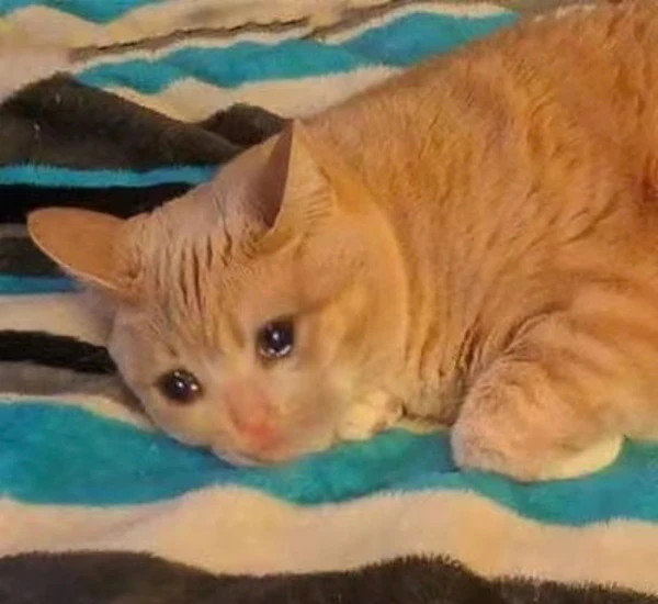 Một con mèo nằm trên đầu chăn meme mèo khóc