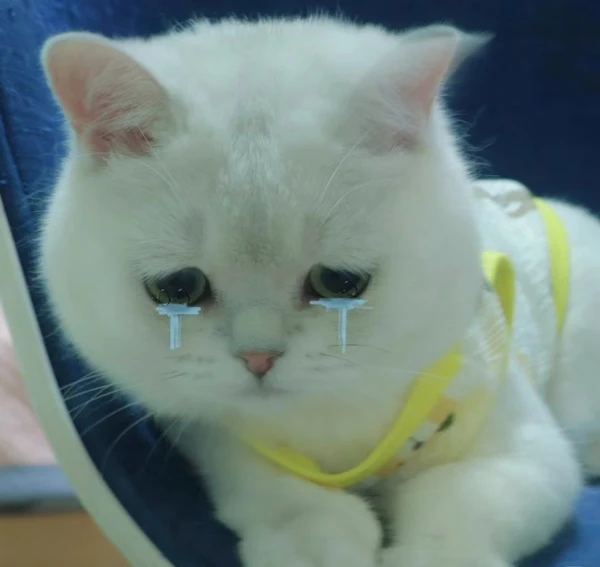 Một con mèo trắng có đôi mắt xanh và cổ áo màu vàng meme mèo khóc