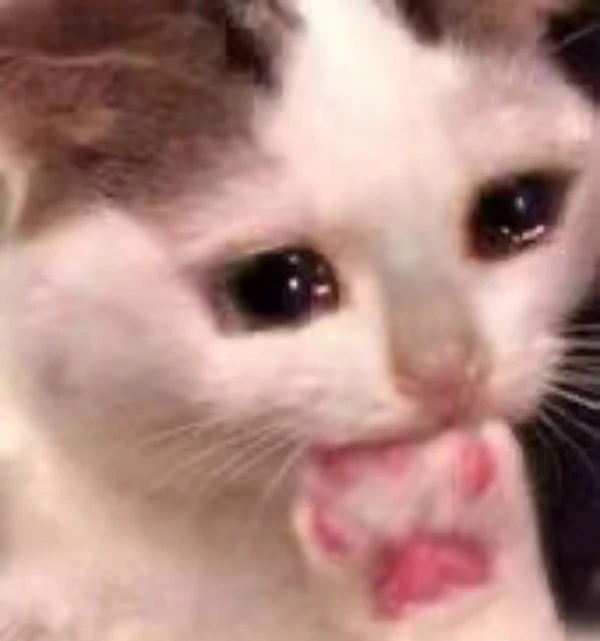 Một con mèo trắng có lưỡi màu hồng dính ra meme mèo khóc