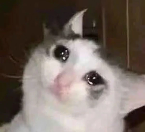 Một con mèo trắng với đôi mắt đen và mũi đen meme mèo khóc