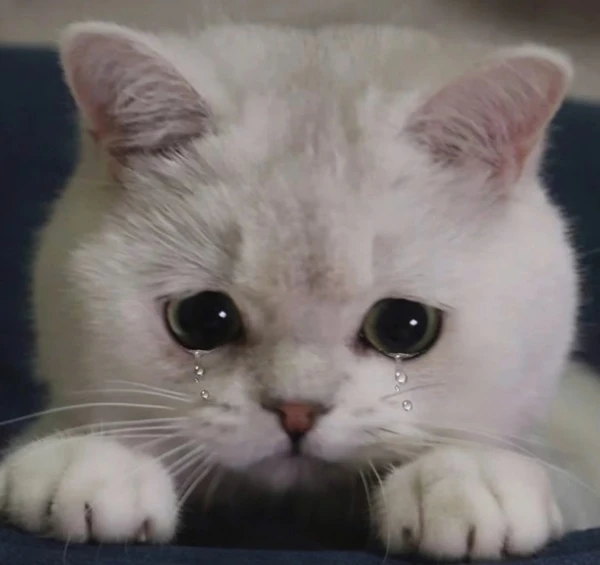 Một con mèo trắng với đôi mắt to nằm trên chăn xanh meme mèo khóc