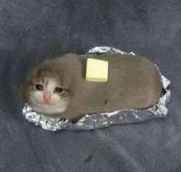 Một hamster hamy được nhìn thấy trong một bức ảnh được đăng bởi FBI meme mèo khóc