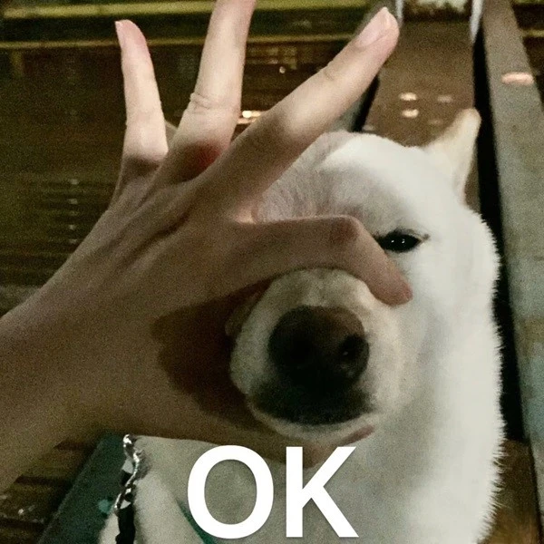 Một con chó đang đứng trước tay của một người meme ok