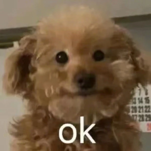 Một con chó nhỏ với khuôn mặt trắng và mái tóc nâu meme ok