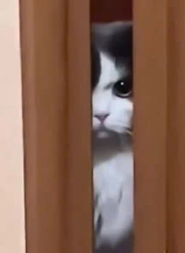 Một con mèo đang nhìn ra từ phía sau một bức màn meme tức giận