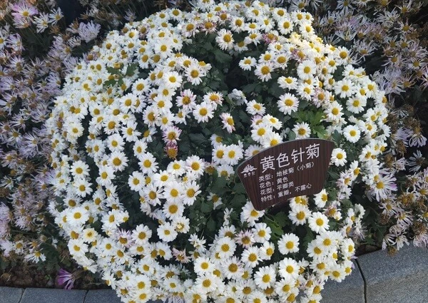 Một bó hoa trắng và vàng trong nồi ảnh cúc