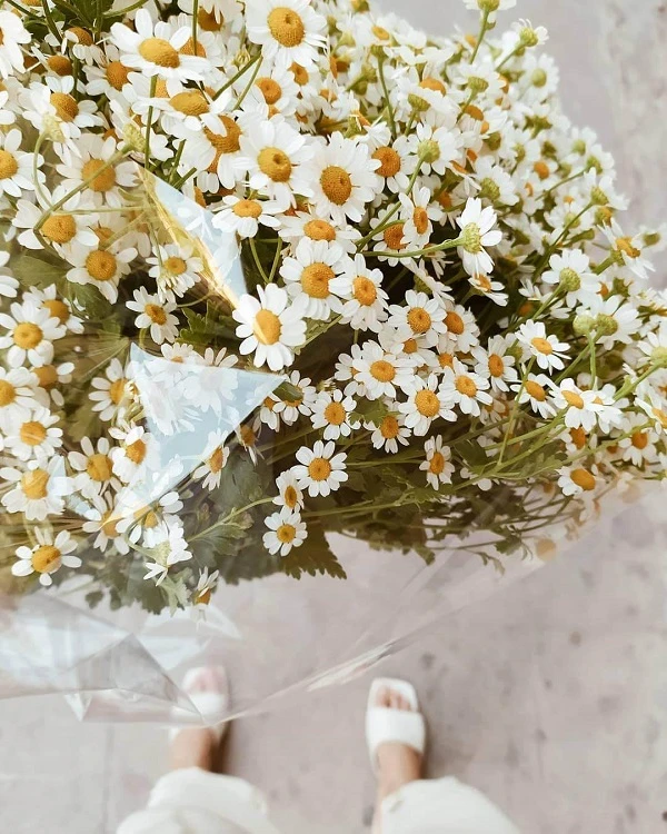 Một người cầm một bó hoa trắng ảnh cúc