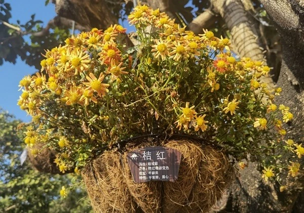 một người trồng cây treo với những bông hoa màu vàng trong đó ảnh cúc