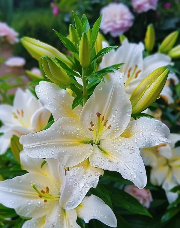 Hoa loa kèn trắng với những hạt mưa của Kathy Schr ảnh hoa ly