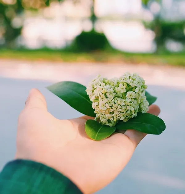 Có một người cầm bông hoa nhỏ màu trắng trong tay