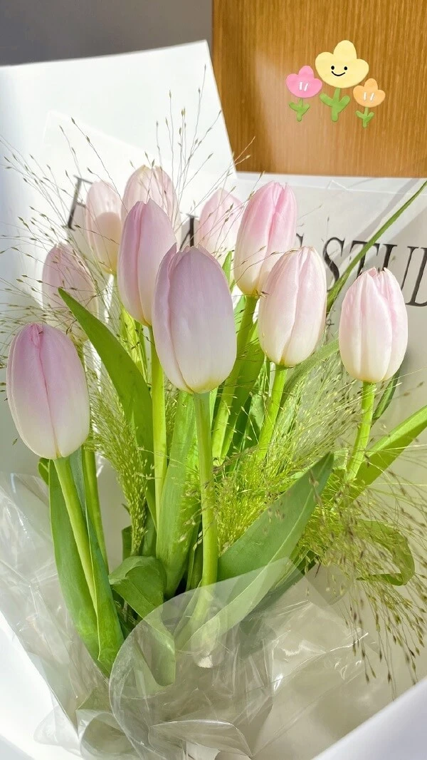 Một bó hoa tulip màu hồng trong hộp màu trắng ảnh hoa tulip