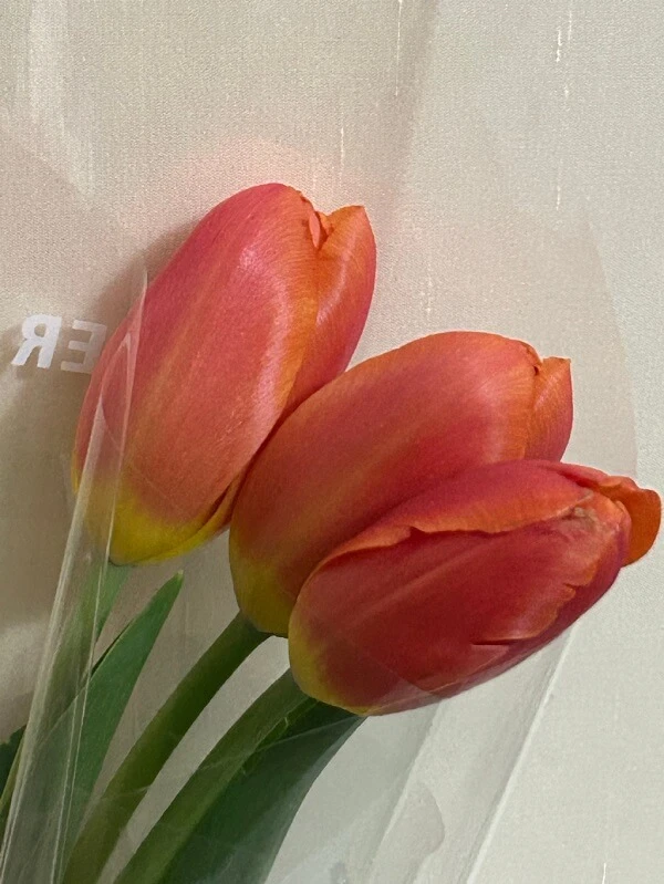 Một bó hoa tulip ảnh hoa tulip
