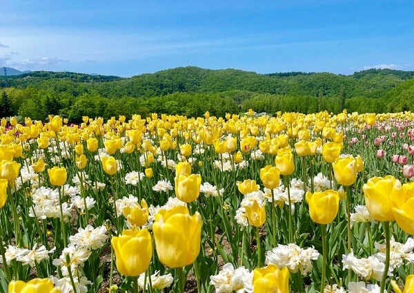 Một cánh đồng hoa tulip màu vàng và trắng ảnh hoa tulip