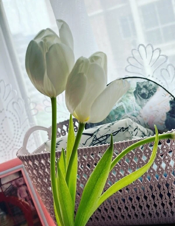 một chiếc bình với hai bông hoa trắng trong đó ảnh hoa tulip