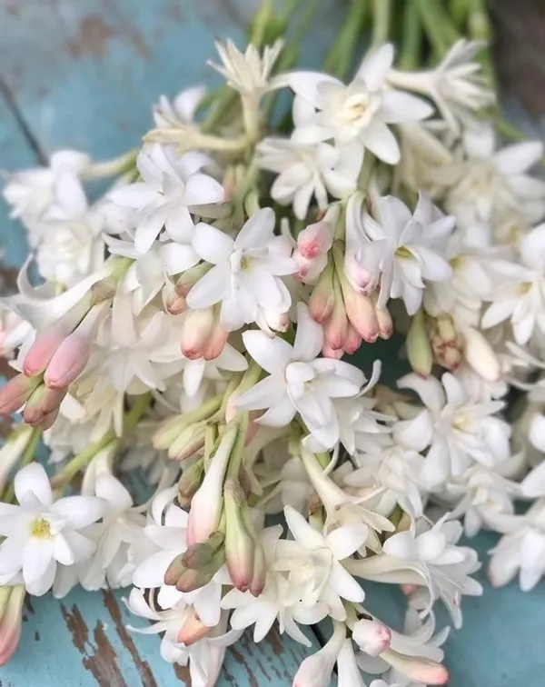 Có một bó hoa trắng trên bàn