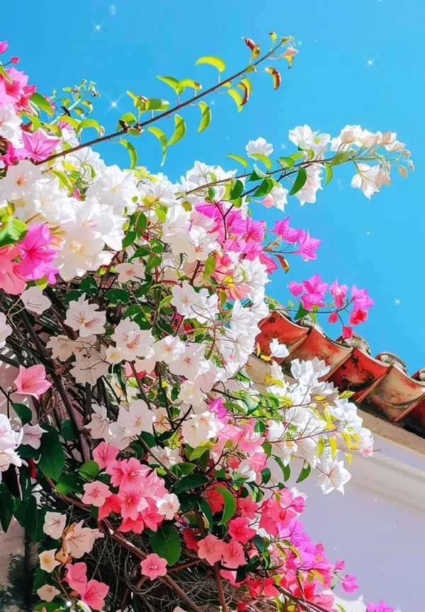 Hoa hồng và trắng đang mọc bên cạnh tòa nhà
