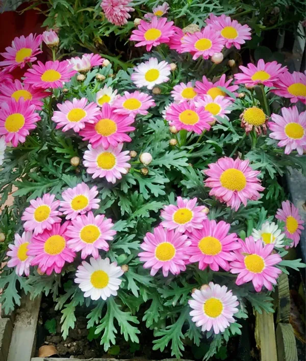 Một số hoa màu hồng và vàng nằm trong người trồng gỗ