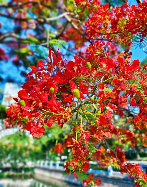 Những bông hoa màu đỏ tươi đang nở trên cành cây