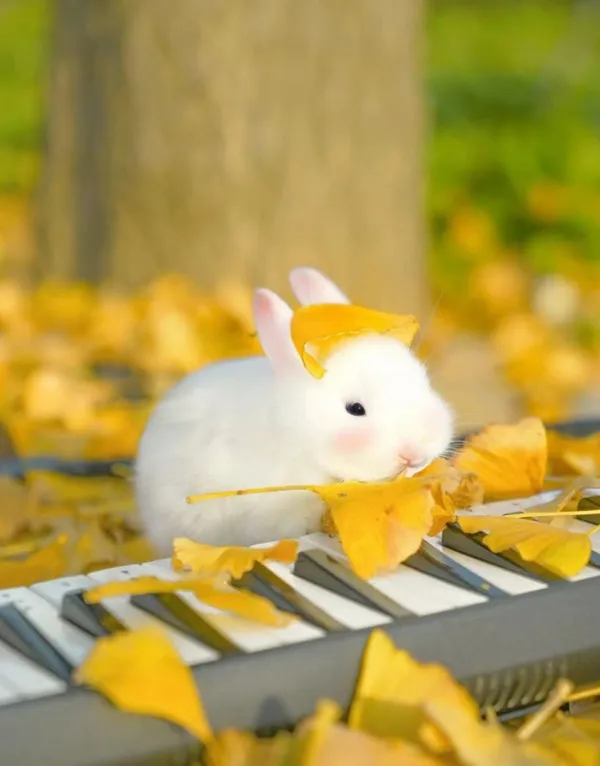 Thỏ trắng mịn ngồi trên đỉnh bàn phím piano được bao quanh bởi những chiếc lá màu vàng
